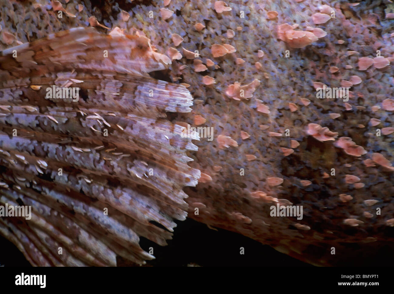 Nageoire pectorale de Tassled Scorpionfish (Scorpaneopsis oxcephala). Egypte - Mer Rouge Banque D'Images