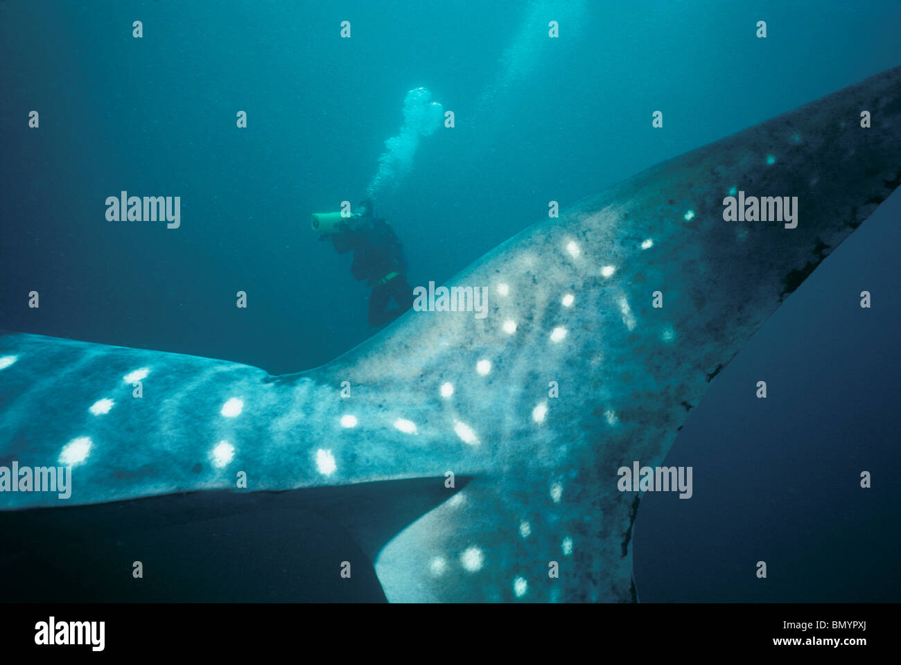La nageoire caudale (queue) fin de requin-baleine (Rhincodon typus) avec diver filmer en arrière-plan, à l'ouest de l'Australie, Ningaloo Reef, de l'Océan Indien Banque D'Images