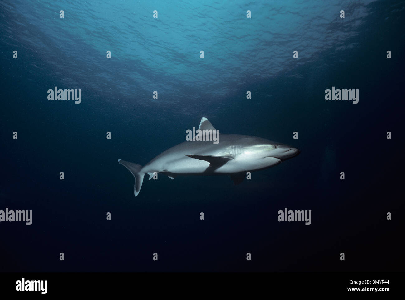 Requin (Carcharhinus albimarginatus Silvertip) station de nettoyage, Cocos Island, Costa Rica - Océan Pacifique. Banque D'Images