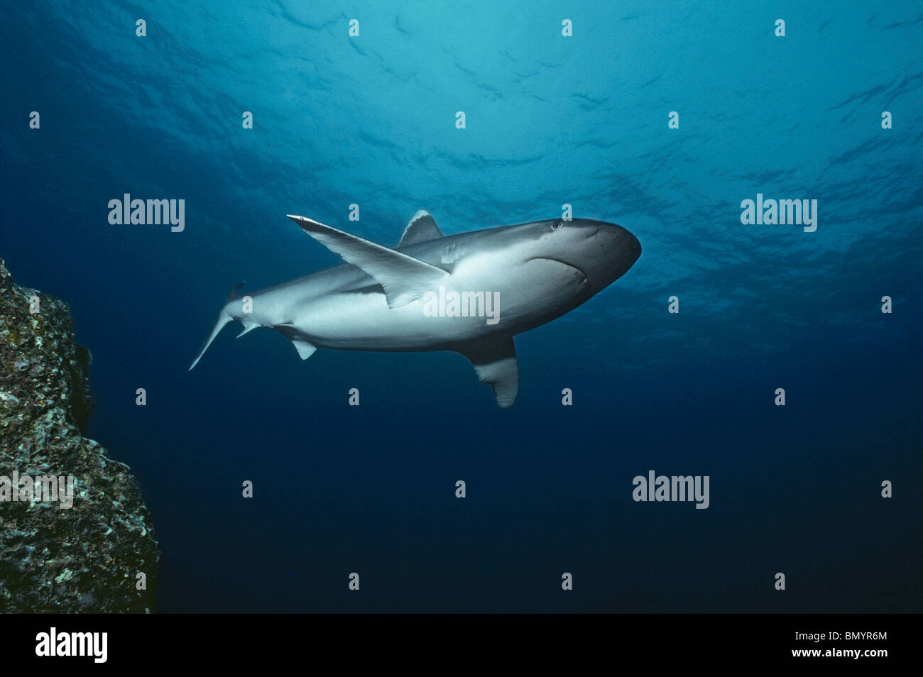 Requin (Carcharhinus albimarginatus Silvertip) près de la station de nettoyage, l'île Cocos, Costa Rica - Océan Pacifique. Banque D'Images