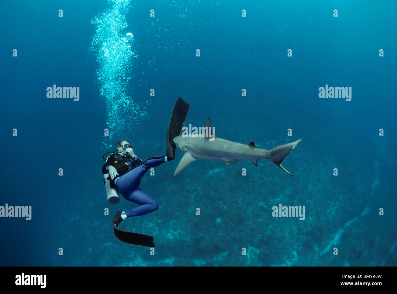 Expert requins Neal Watson combats Requin citron (Negaprion brevirostris), Bahamas - Caraïbes. Banque D'Images
