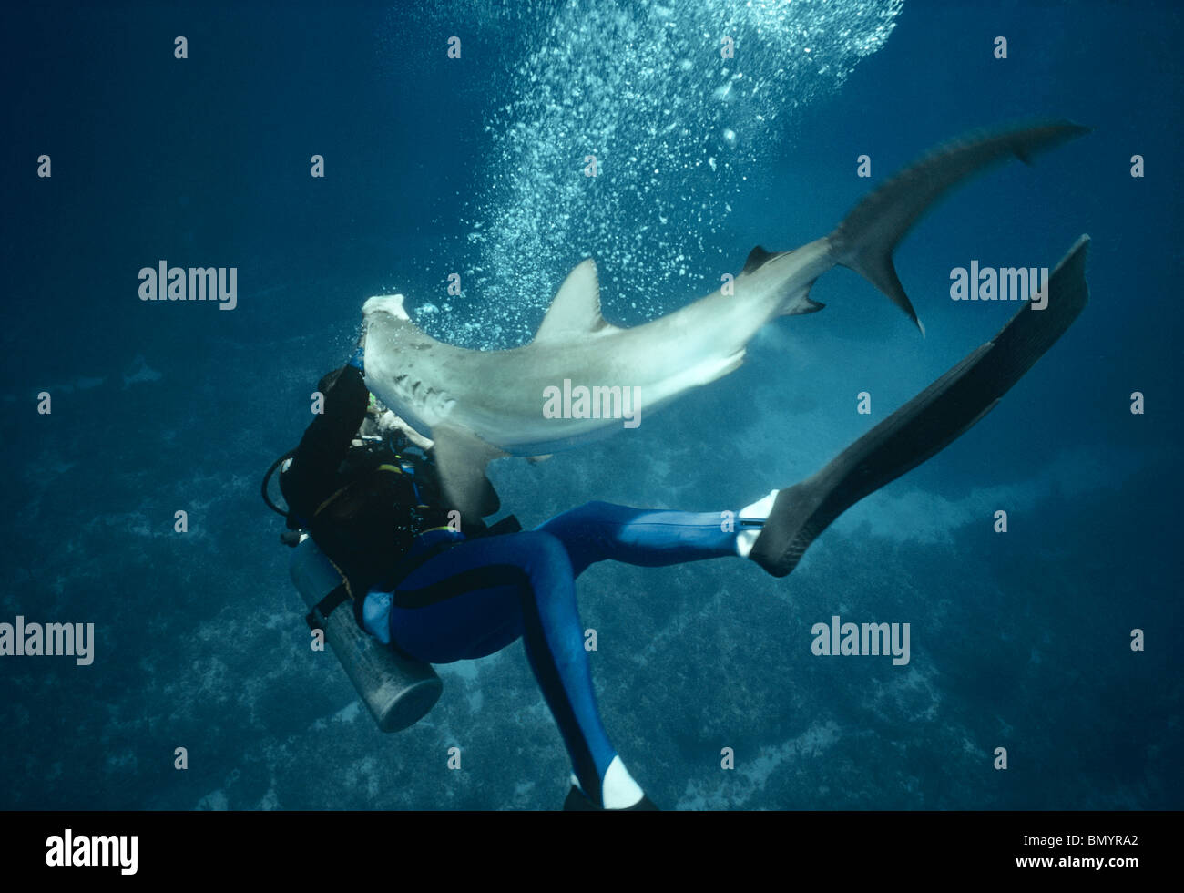 Expert requins Neal Watson combats Requin citron (Negaprion brevirostris), Bahamas - Caraïbes. Banque D'Images