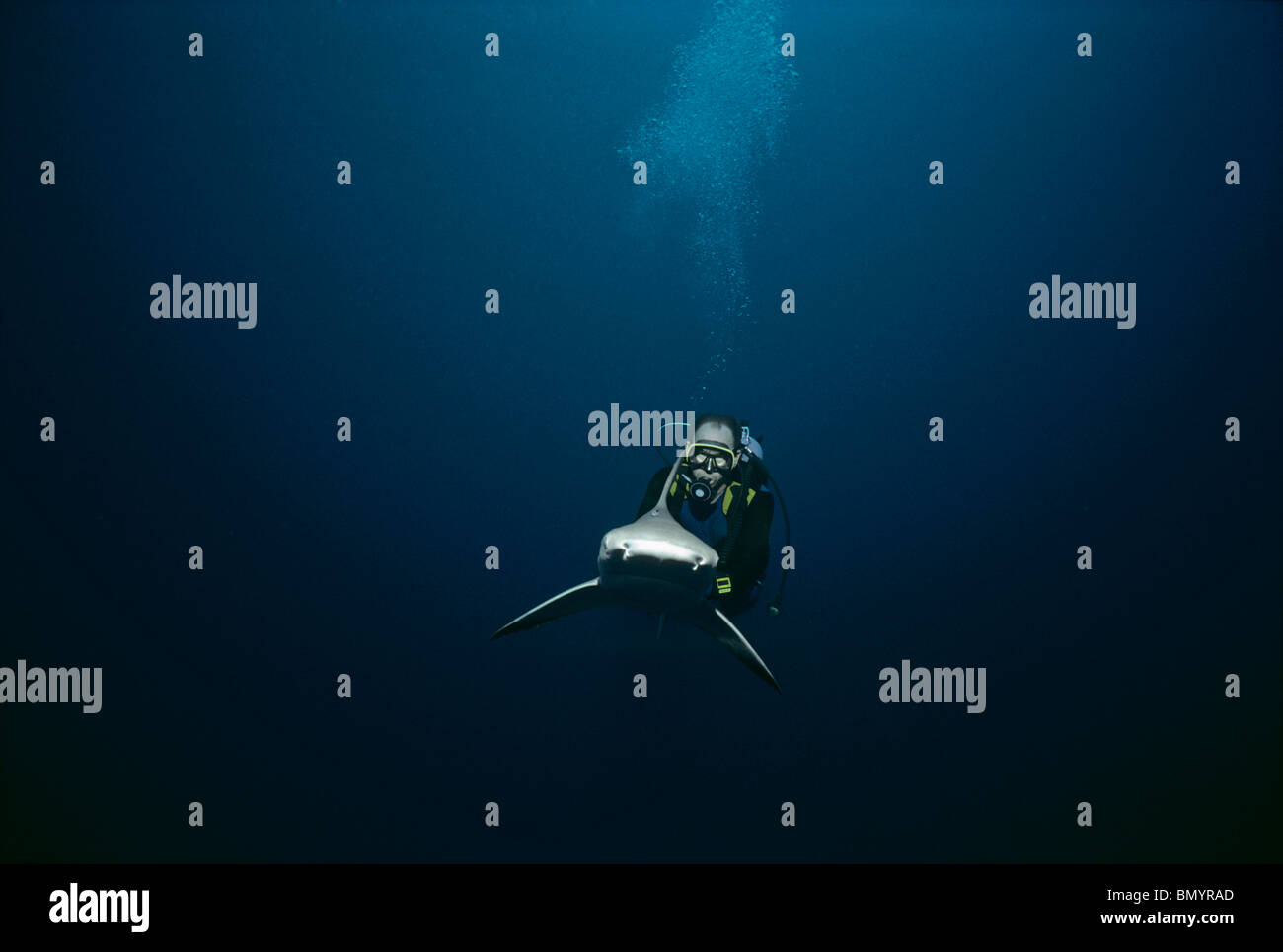 Neal Watson équitation expert Requins Requin citron (Negaprion brevirostris), Bahamas - Caraïbes. Banque D'Images