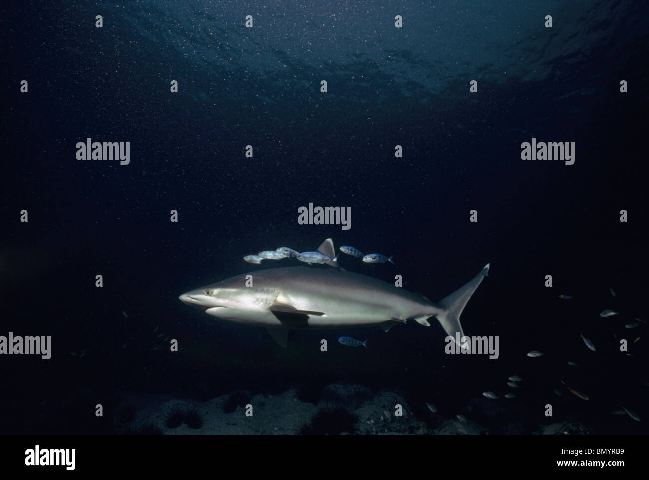 Requin (Carcharhinus albimarginatus Silvertip) nage avec les poissons pilotes scolarisation (Naucrates ductor), l'île Cocos, Costa Rica Banque D'Images