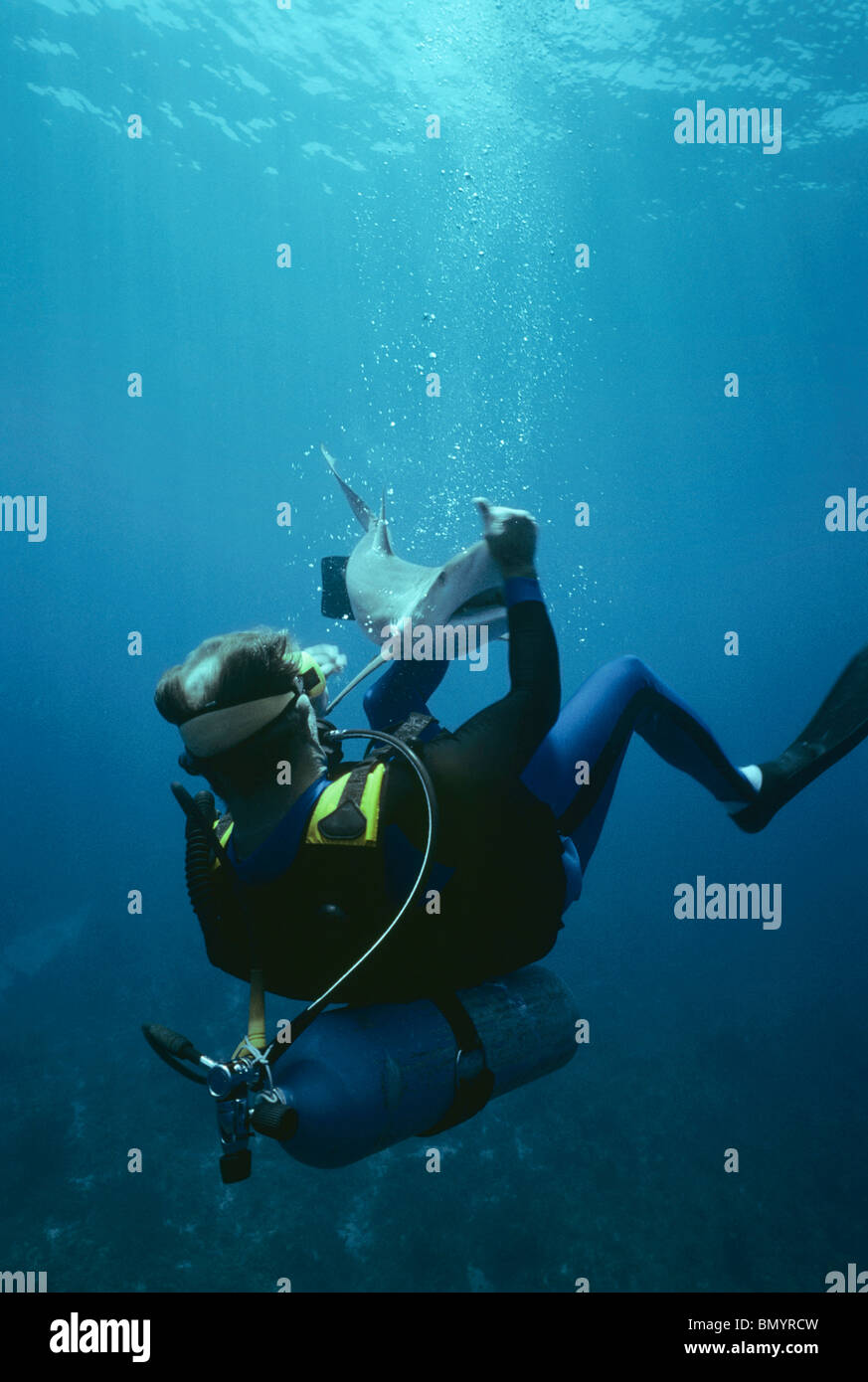 Expert requins Neal Watson combats Requin citron (Negaprion brevirostris), Bahamas - Caraïbes. Banque D'Images
