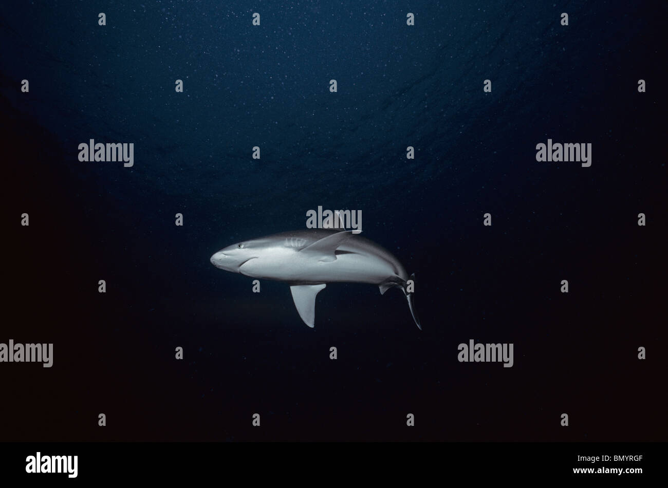 Requin (Carcharhinus albimarginatus Silvertip), l'île Cocos, Costa Rica - Océan Pacifique. Banque D'Images