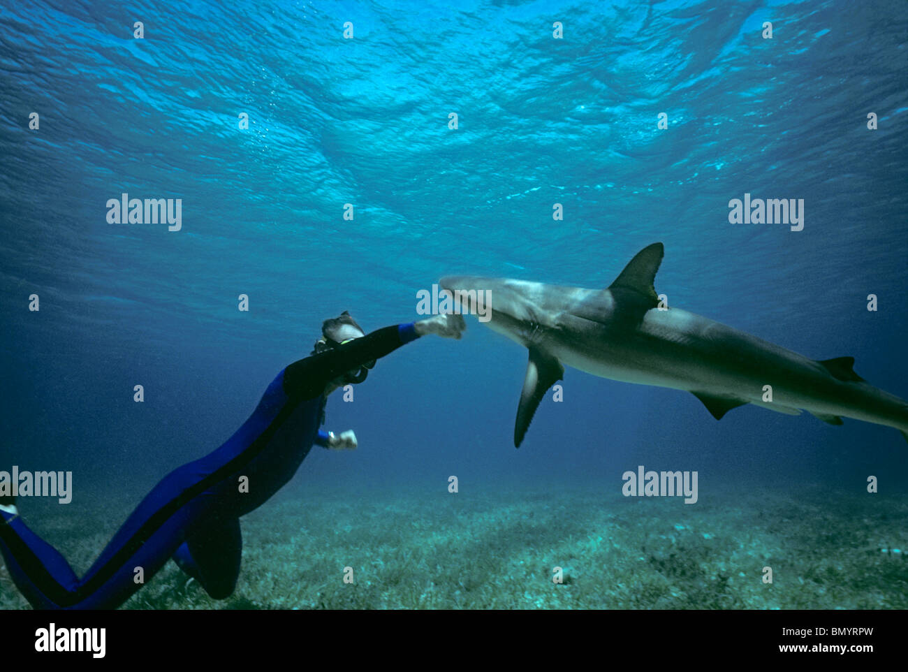 Expert requins Neal Watson combats Requin citron (Negaprion brevirostris), Bahamas - Caraïbes. Banque D'Images