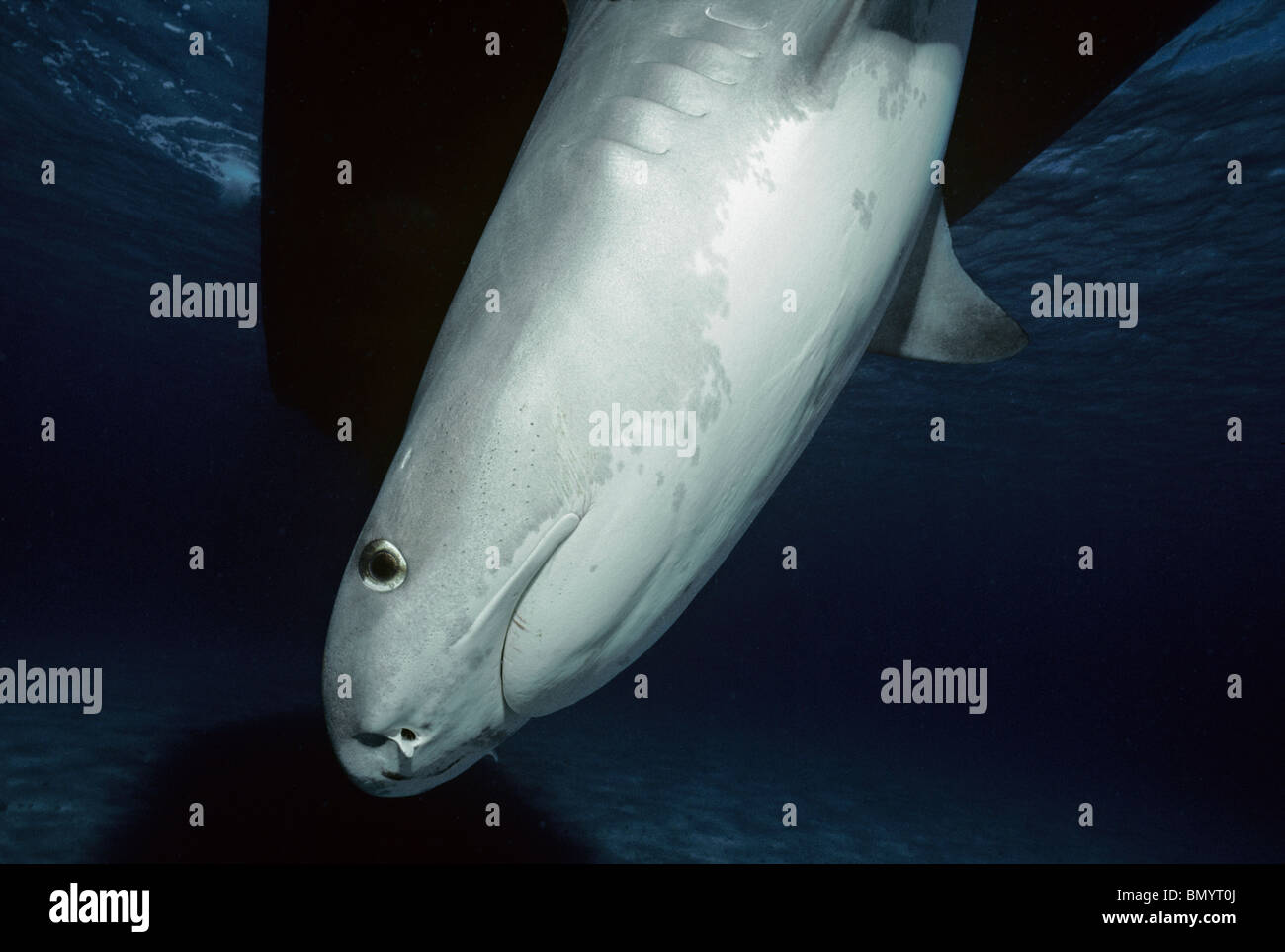 Requin tigre (Galeocerdo cuvier), Grande Barrière de Corail, Australie - Mer de Corail. Banque D'Images