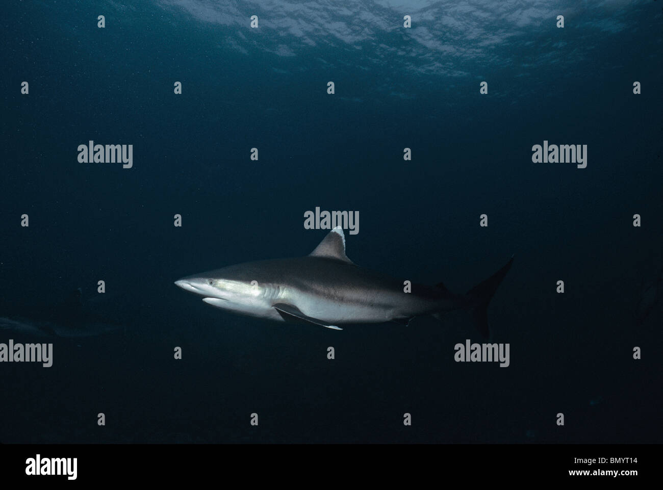 Requin (Carcharhinus albimarginatus Silvertip), l'île Cocos, Costa Rica - Océan Pacifique. Banque D'Images