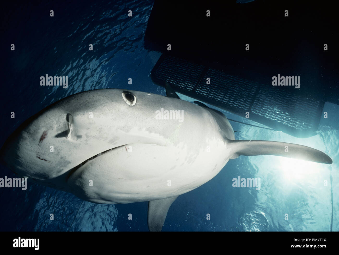 Requin tigre (Galeocerdo cuvier) démontrant un comportement agressif, Grande Barrière de Corail, Australie - Mer de Corail. Banque D'Images