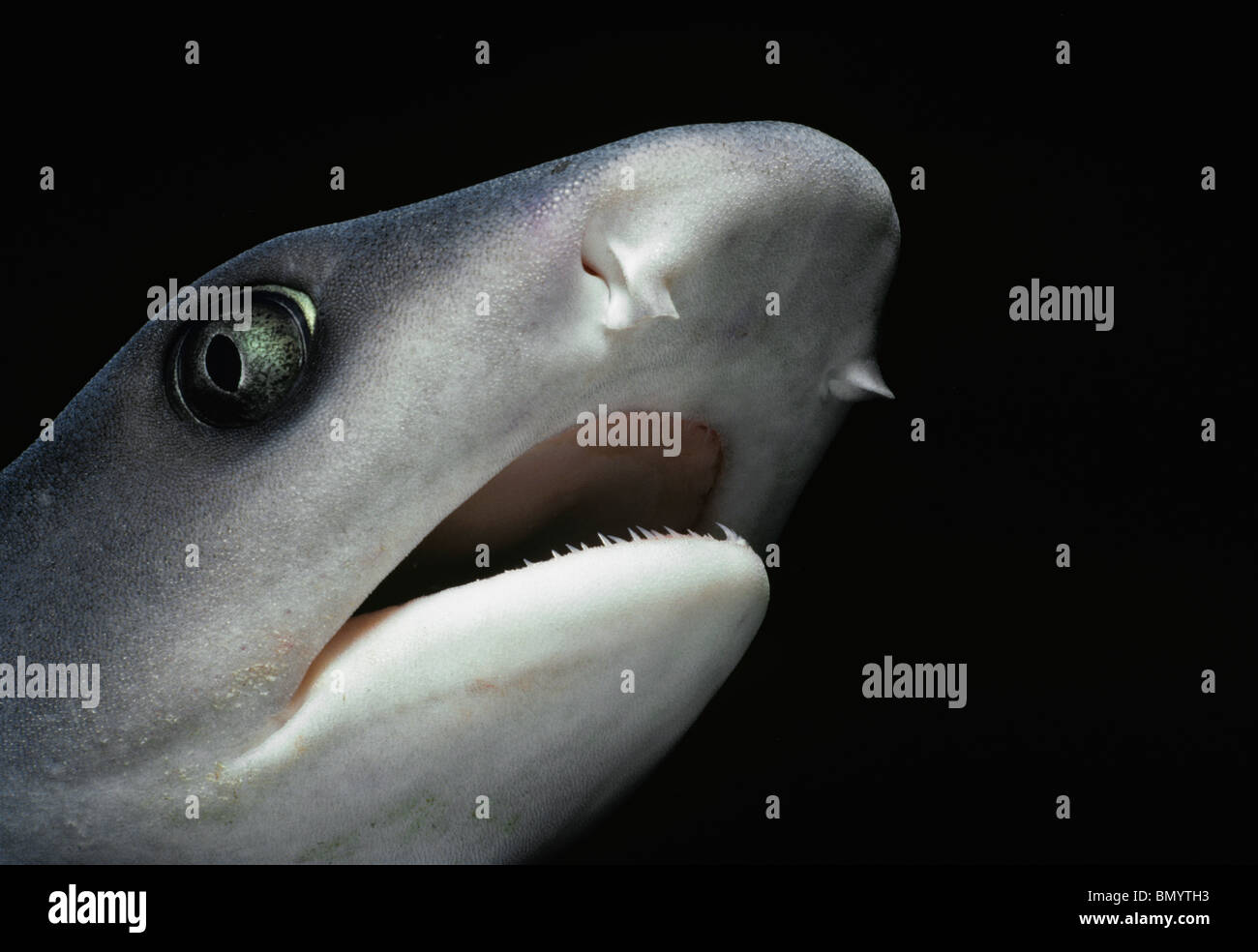 Visage de Whitetip Reef Shark (Triaenodon obesus) la nuit, le Costa Rica, l'île Cocos - Pacifique. Banque D'Images