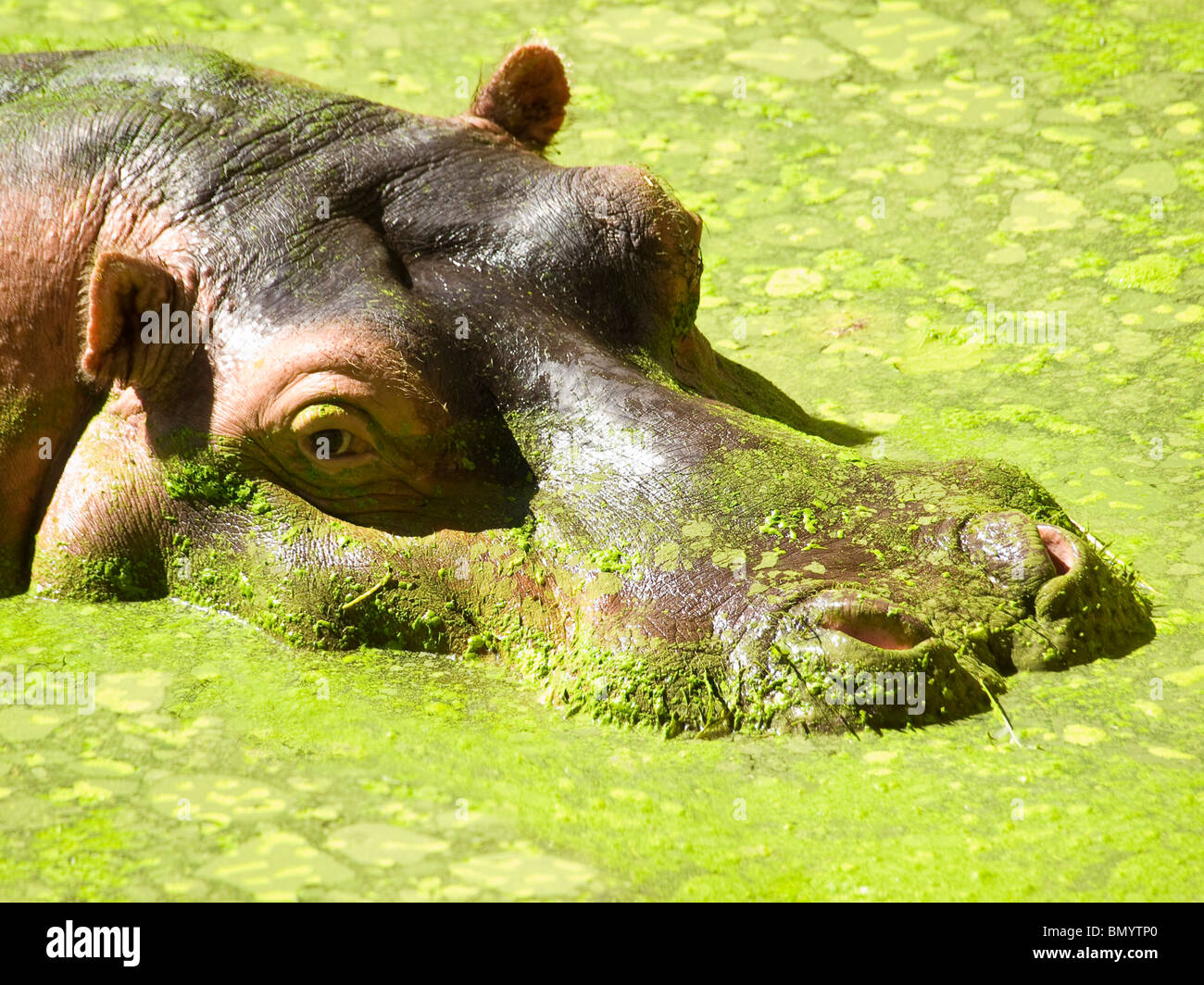 L'hippopotame sort de la swamp moussus. Banque D'Images