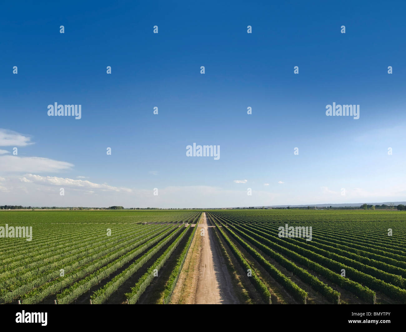 Grand Vignoble est coupé par une route au milieu. Banque D'Images