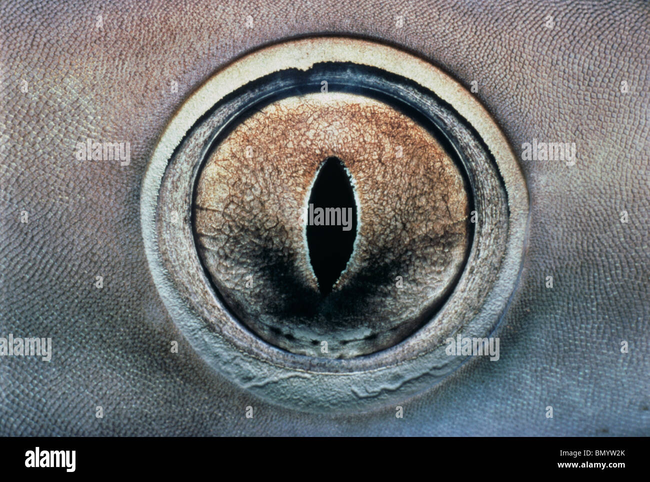 Oeil de Whitetip Reef Shark (Triaenodon obesus), golfe d'Aqaba - Mer Rouge Banque D'Images