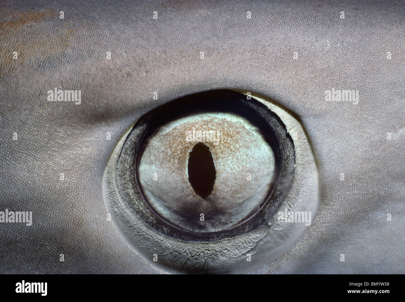 Oeil de Whitetip Reef Shark (Triaenodon obesus), Egypte - Mer Rouge. Banque D'Images