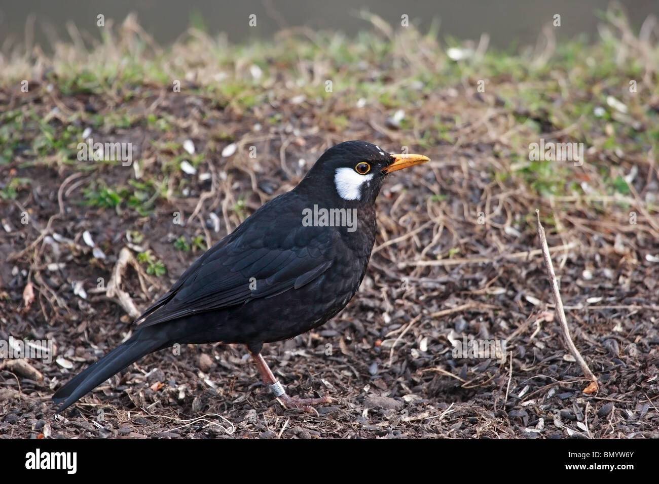 Leucistic Turdus merula Blackbird mâle United Kingdom Banque D'Images