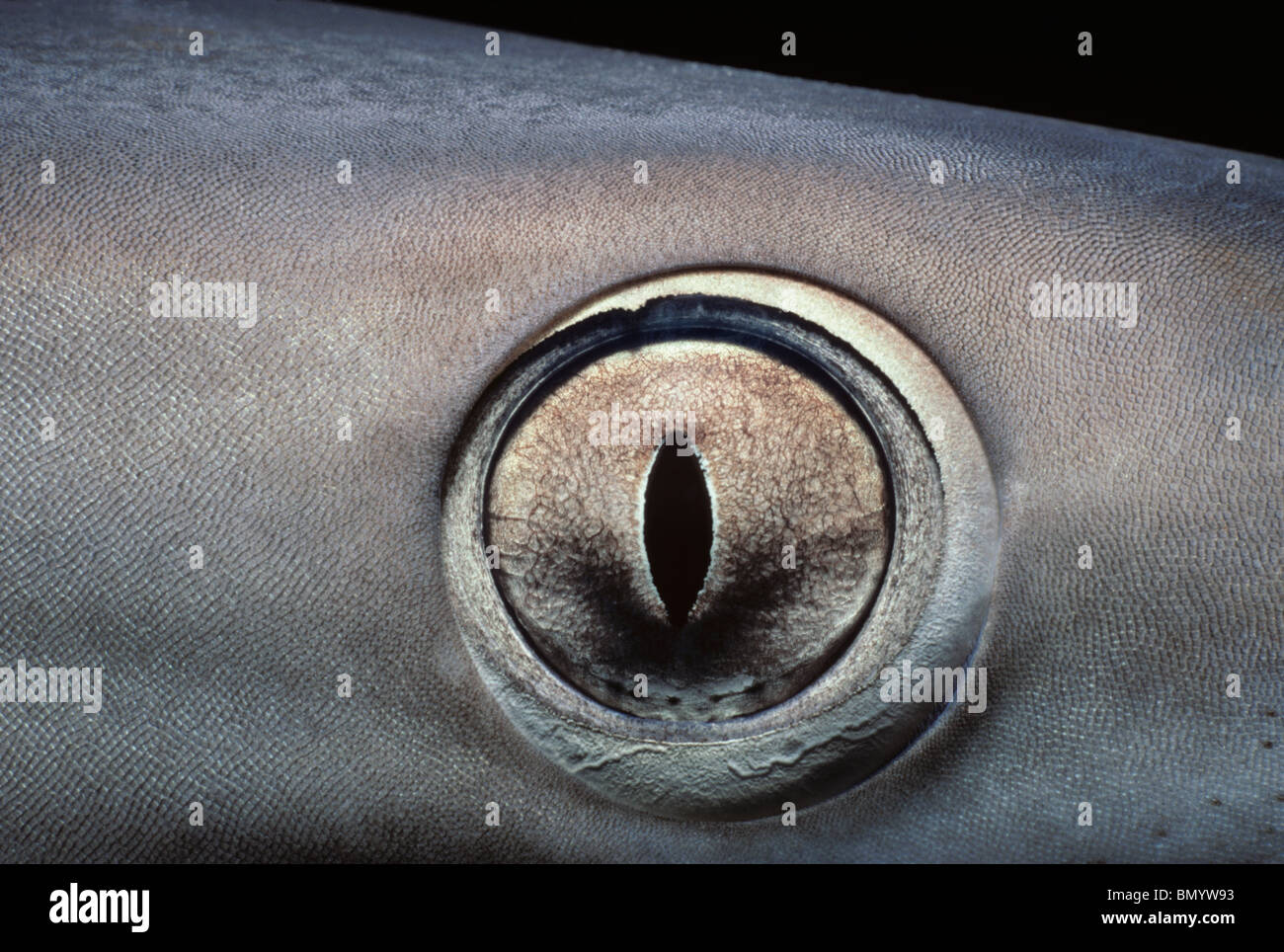 Oeil de Whitetip Reef Shark (Triaenodon obesus), Egypte - Mer Rouge. Banque D'Images