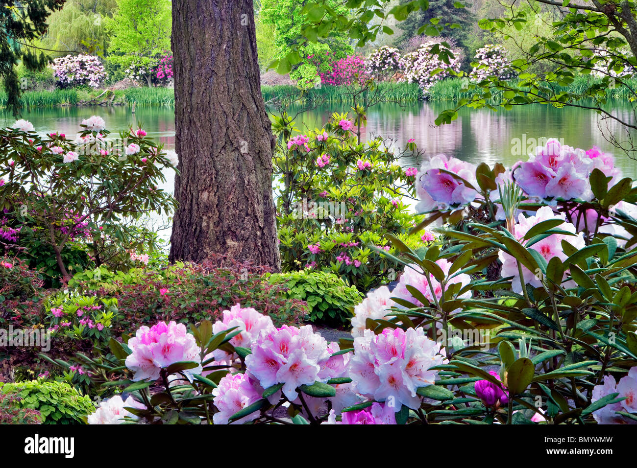 Rhododendrons en fleurs avec étang à Crystal Springs Rhododendron Gardens, Oregon Banque D'Images