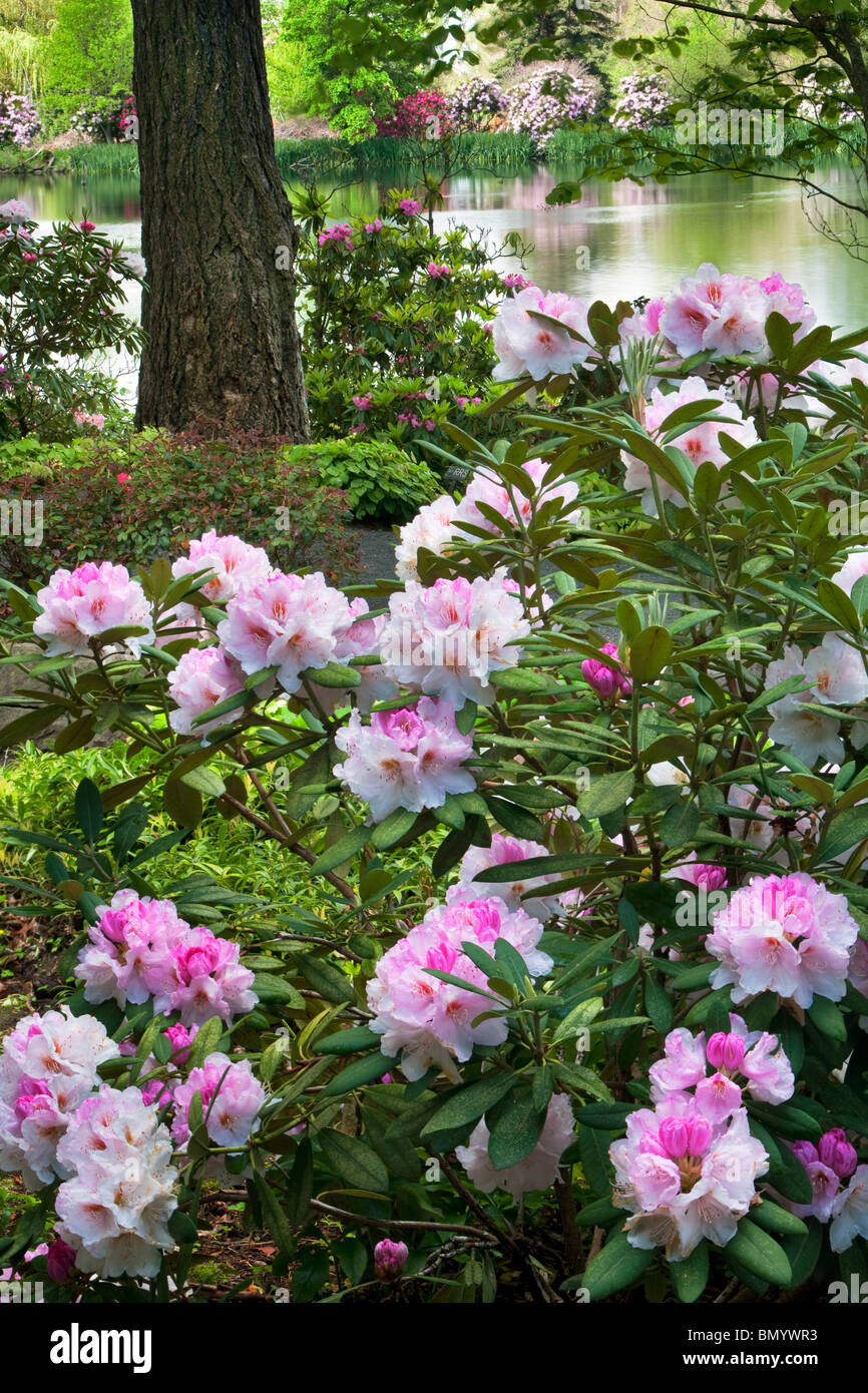 Rhododendrons en fleurs avec étang à Crystal Springs Rhododendron Gardens, Oregon Banque D'Images