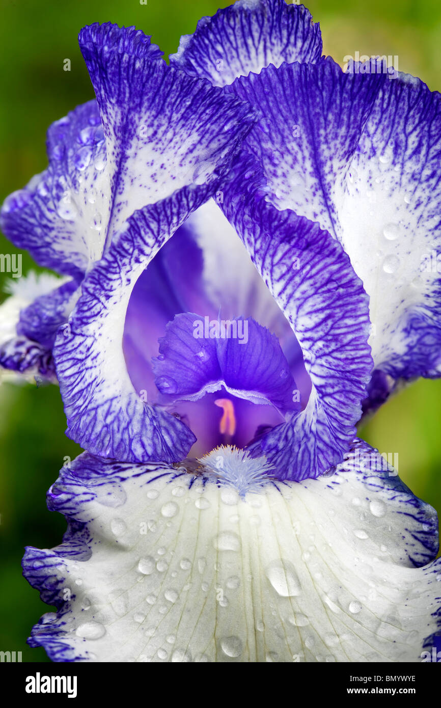 Staccato bleu iris close up. Schneider's Gardens. Oregon Banque D'Images