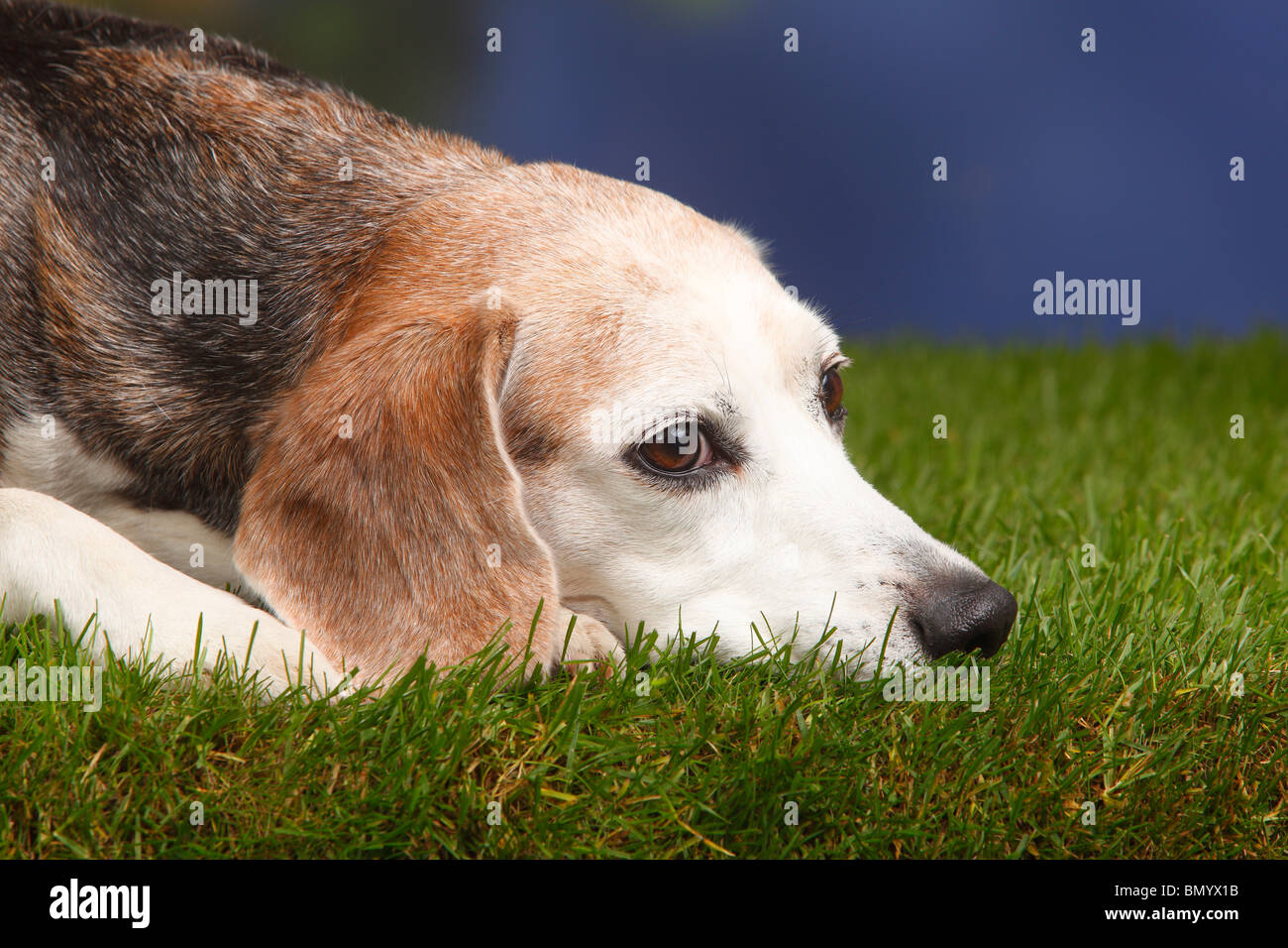 Beagle male old dog aged Banque de photographies et d’images à haute résolution Alamy