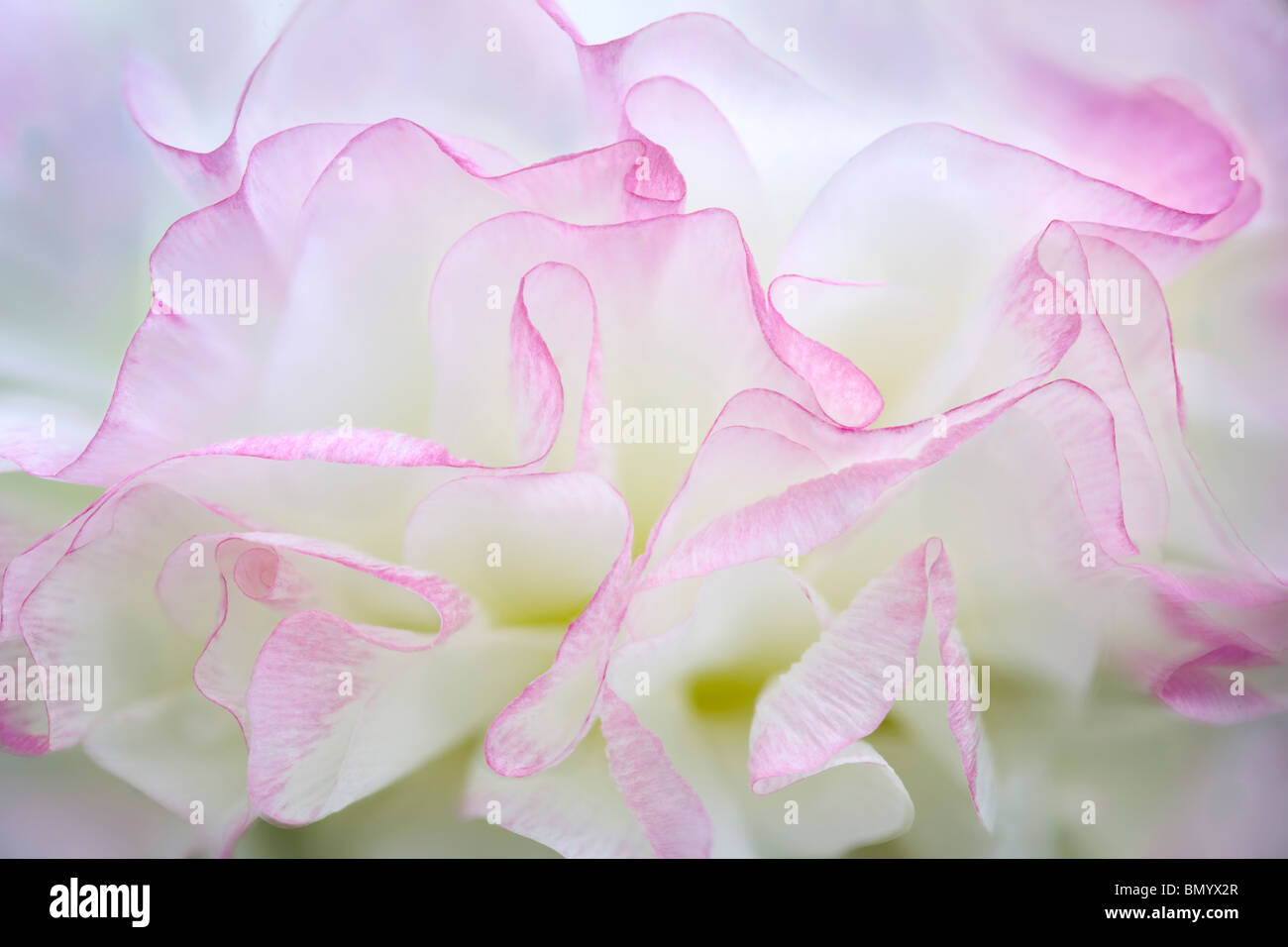Close up of renoncules fleur. Oregon Banque D'Images