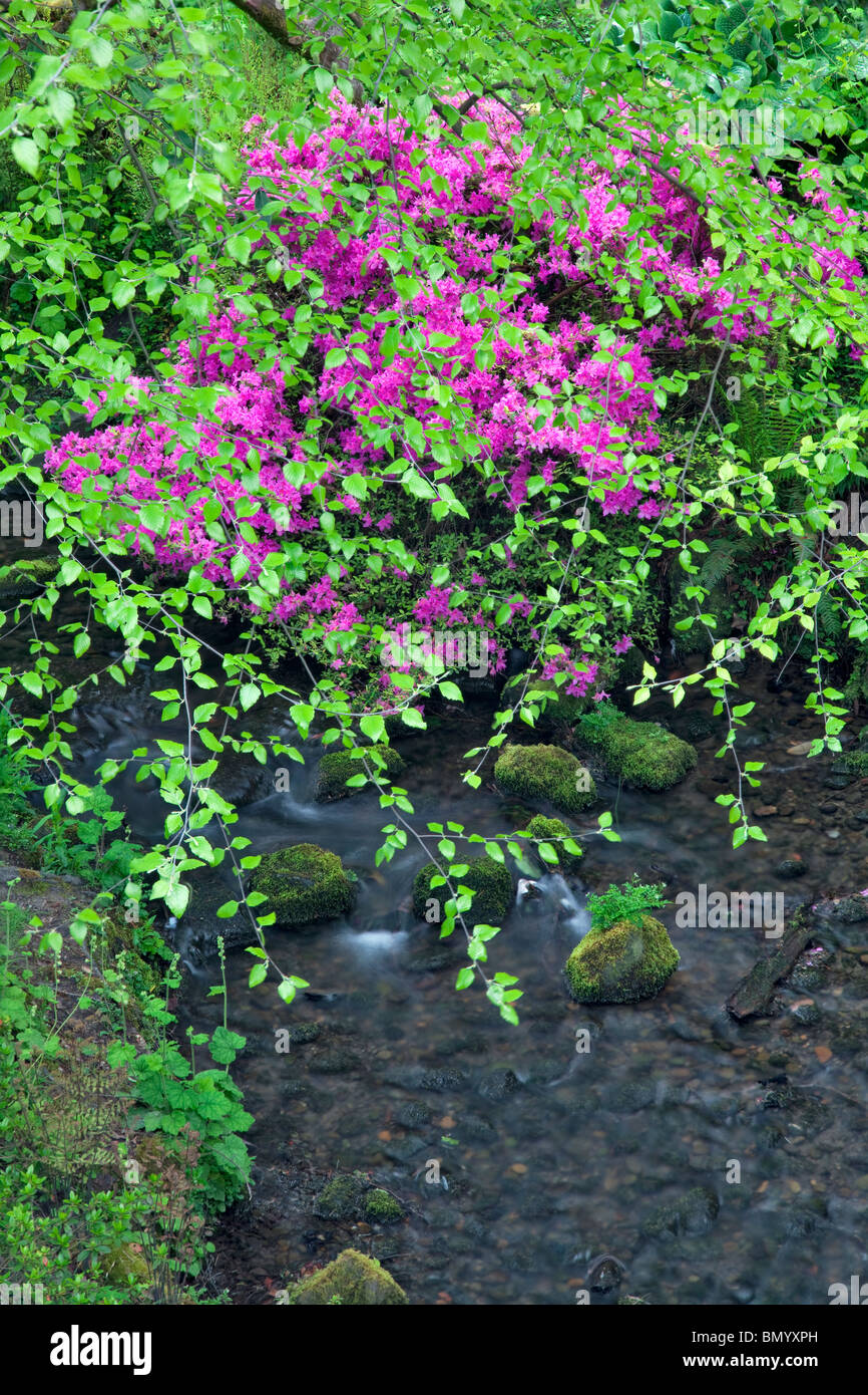 Azalea avec la nouvelle croissance sur d'aulnes et d'eau. Crystal Springs Rhododendron Gardens, Oregon Banque D'Images