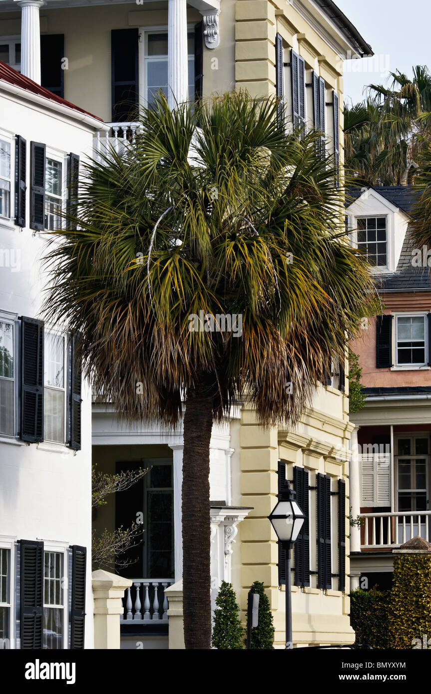 Palmier en face de maisons sur East Bay Street à Charleston, Caroline du Sud Banque D'Images Palmier en face de maisons sur East Bay Street à Charleston, Caroline du Sud Banque D'Images