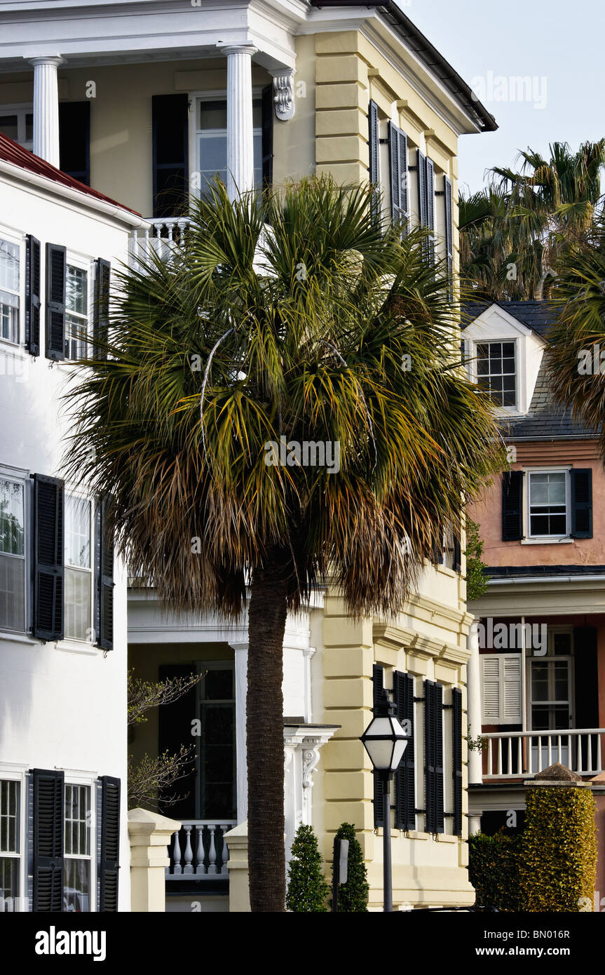 Palmier en face de maisons sur East Bay Street à Charleston, Caroline du Sud Banque D'Images Palmier en face de maisons sur East Bay Street à Charleston, Caroline du Sud Banque D'Images