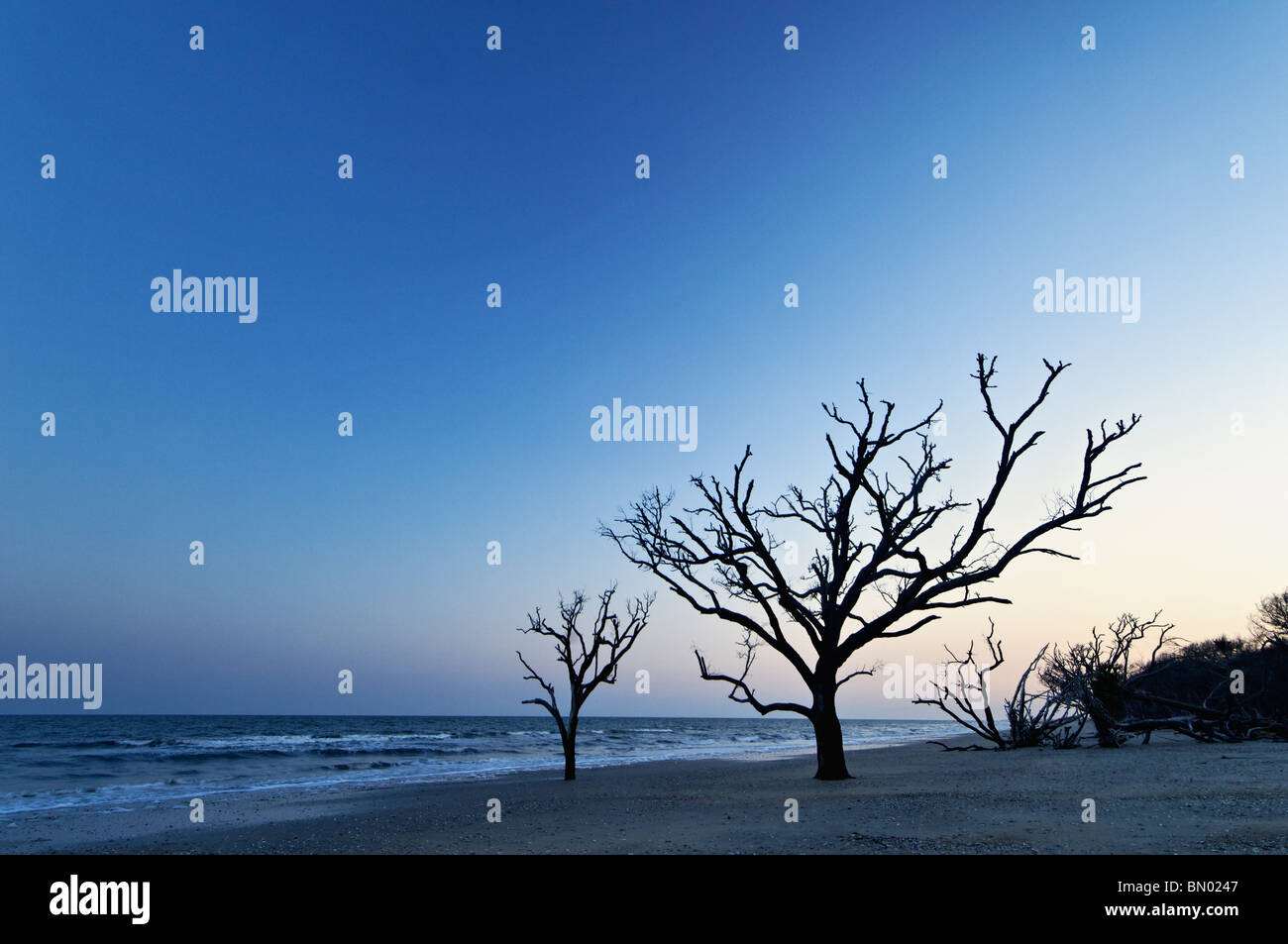 Arbre mort au crépuscule au talon sur Botany Bay sur l'île de Edisto dans Charleston County, Caroline du Sud Banque D'Images