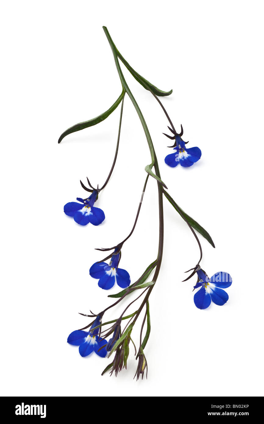 Lobelia bleu bourgeons de fleurs et la tige Banque D'Images