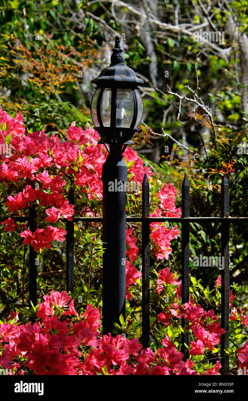 Lampadaire et clôture en fer forgé au milieu des azalées en fleurs au Magnolia Plantation dans le comté de Charleston, Caroline du Sud, Banque D'Images