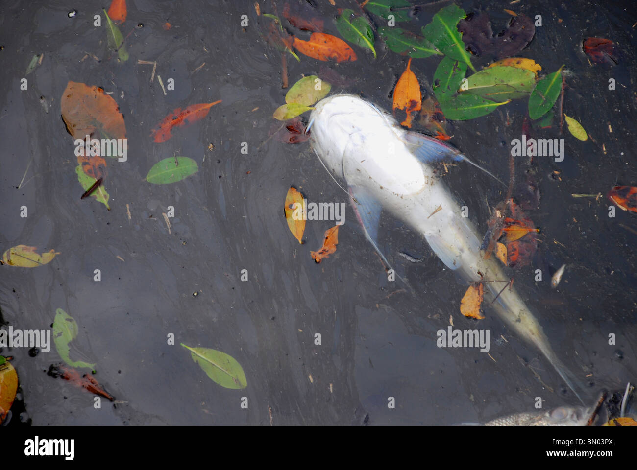 Floride - poisson-chat mort résultat de la pollution. La marée rouge, algues et temps chaud. Banque D'Images