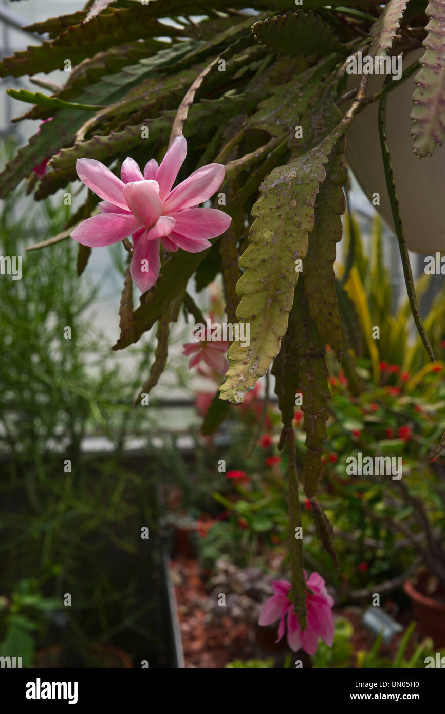 Succulents cactus floraison rose Orchidée Cactus Epiphyllum ackermannii avec des feuilles dans un pot fleur personne verticale aux États-Unis haute résolution Banque D'Images