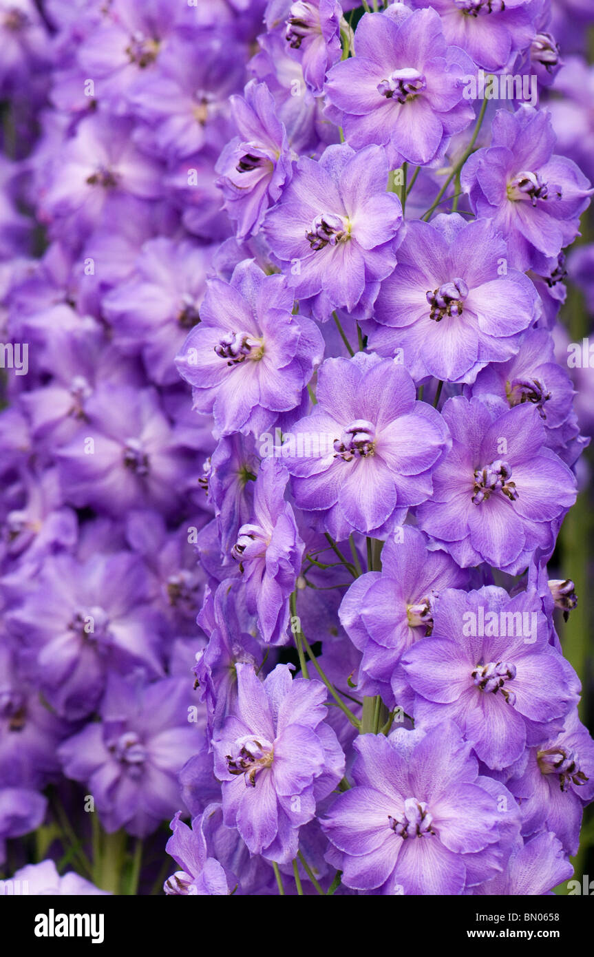 Delphinium 'Mighty Atom' en fleurs Banque D'Images