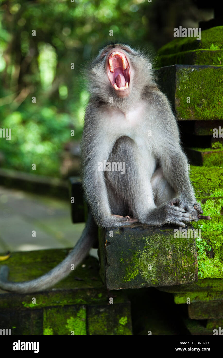 La forêt des singes d'Ubud est une réserve naturelle et complexe des temples à Ubud, parfois appelé la forêt des singes sacrés Banque D'Images