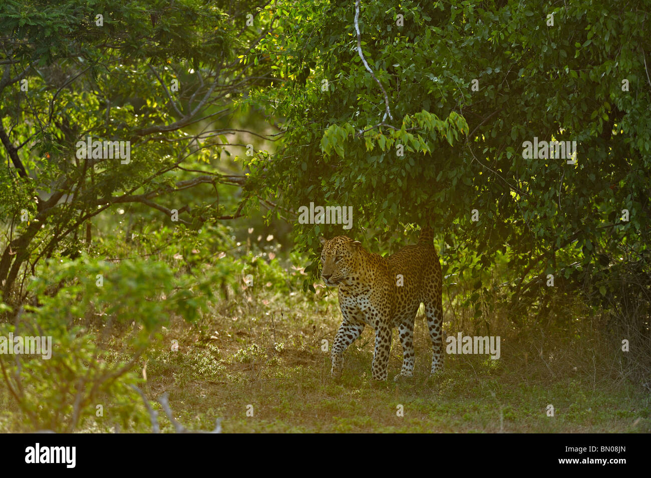 Leopard rétroéclairé dans parc national de Yala, au Sri Lanka Banque D'Images