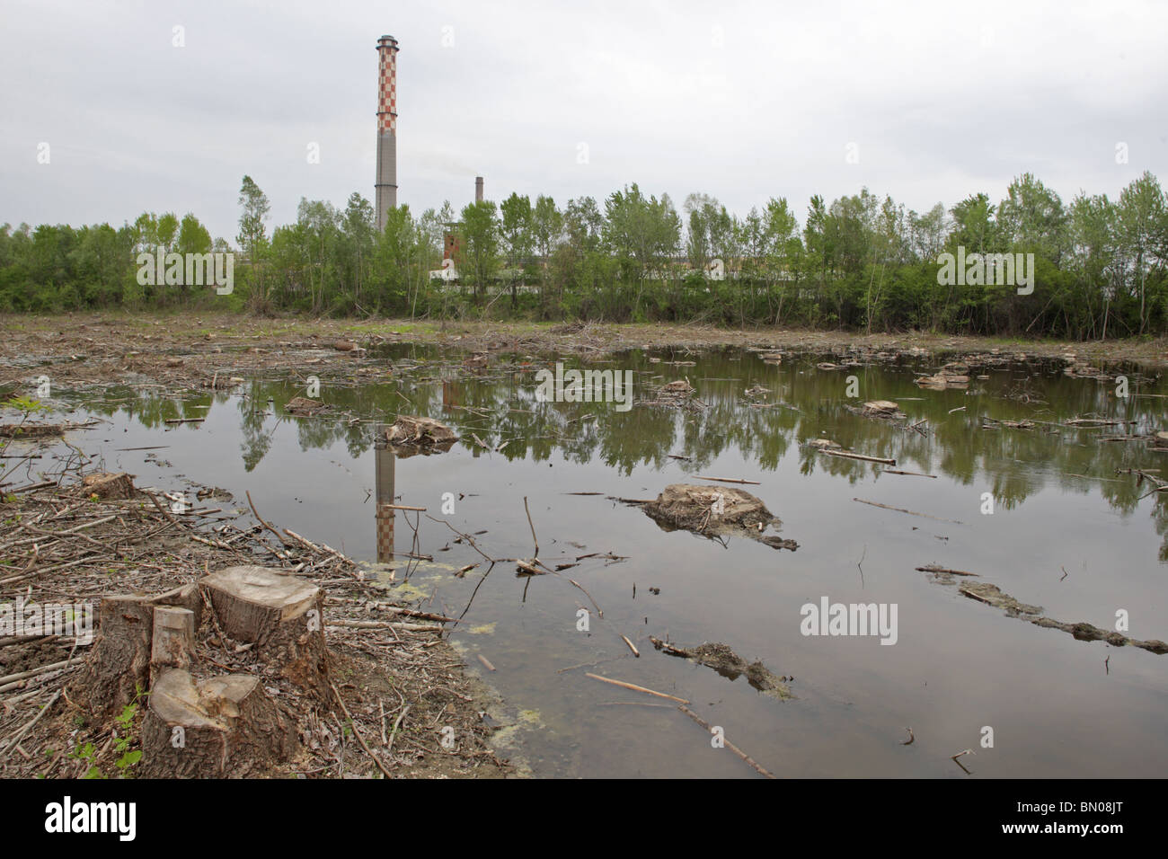 Zone inondée de coupe de bois dans le marais du fleuve Danube, zone industrielle, Bulgarie, Europe Banque D'Images