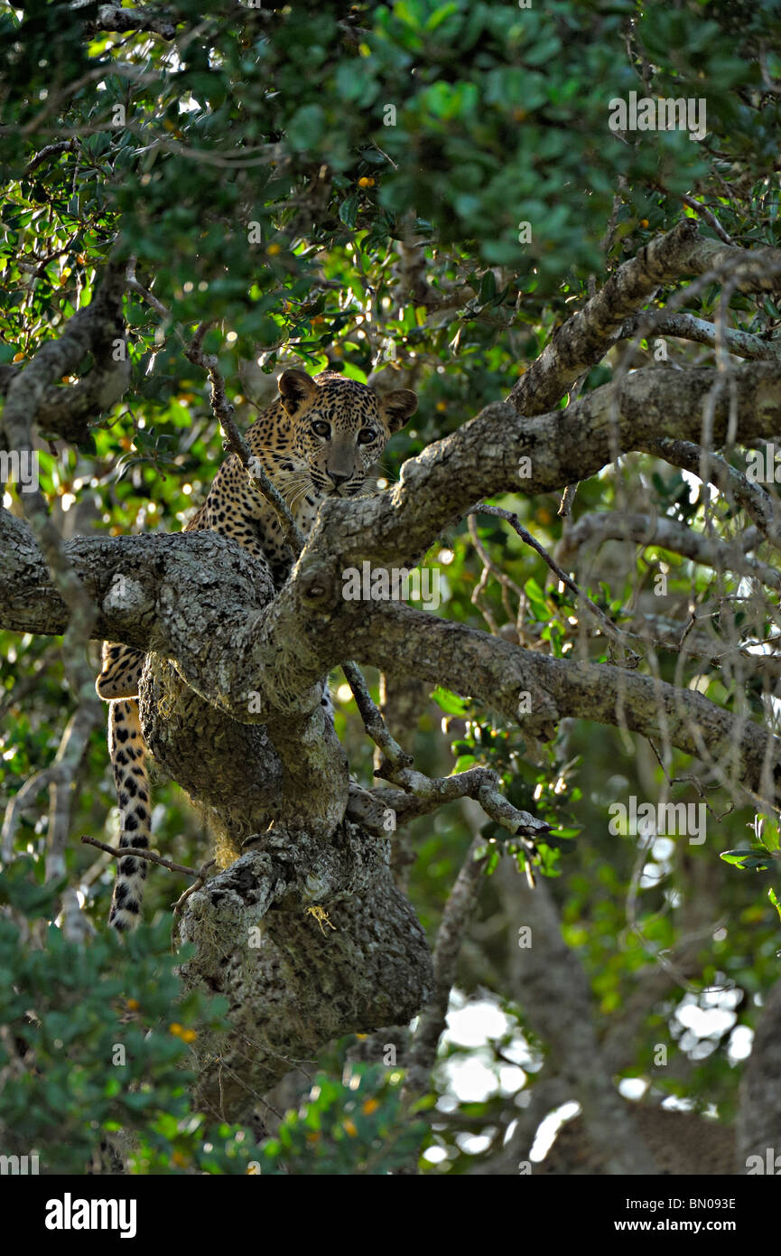 Leopard assis sur une branche d'un arbre dans le parc national de Yala, au Sri Lanka Banque D'Images