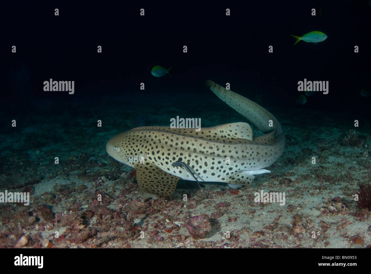 Stegastoma fasciatum requin léopard,, sur la mer, les îles Similan Banque D'Images