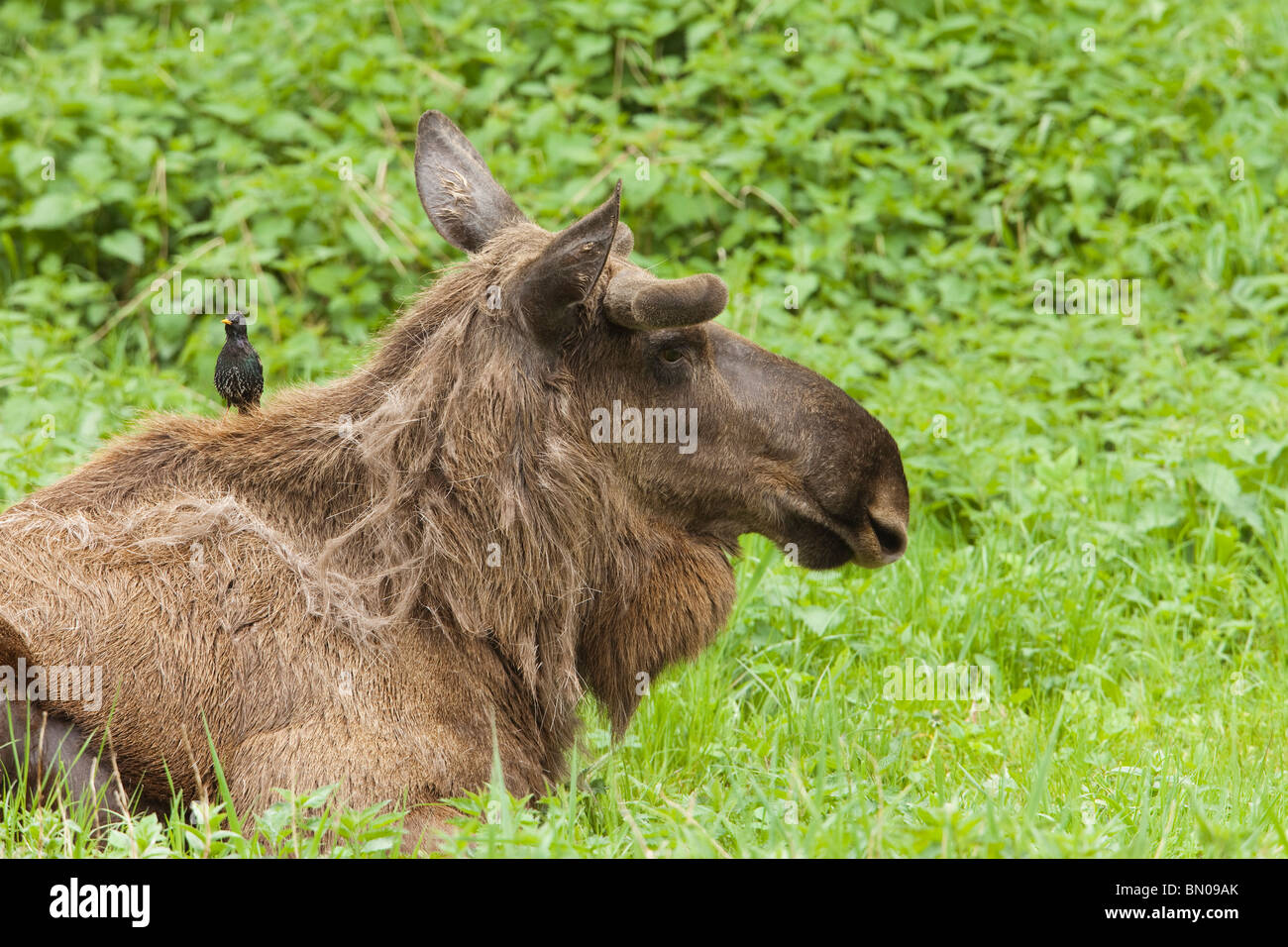 L'orignal, l'Élan (Alces alces). Etourneau sansonnet (Sturnus vulgaris) la cueillette des poils d'une position couchée bull pour ligne de son nid. Banque D'Images