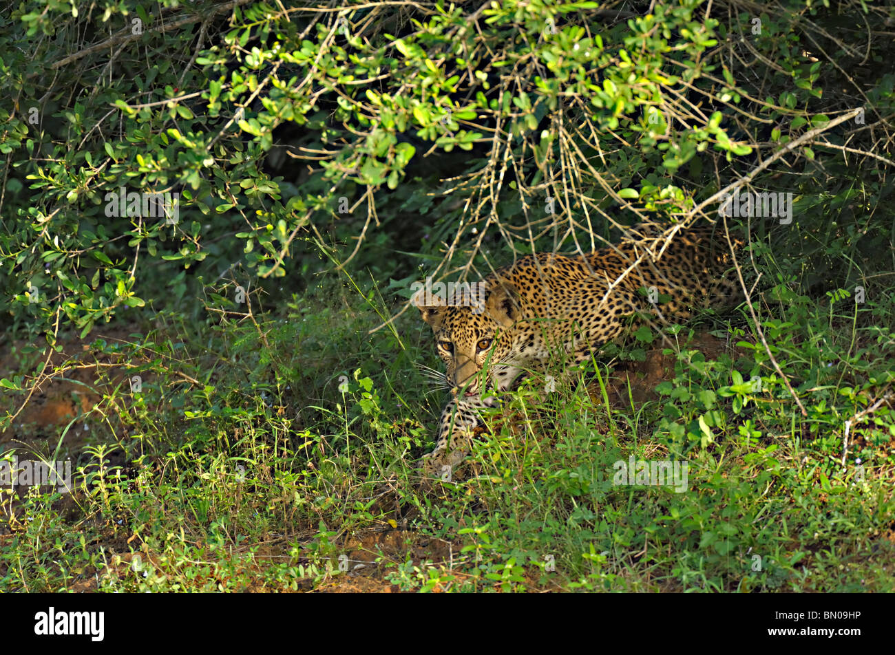 Leopard dans parc national de Yala, au Sri Lanka Banque D'Images