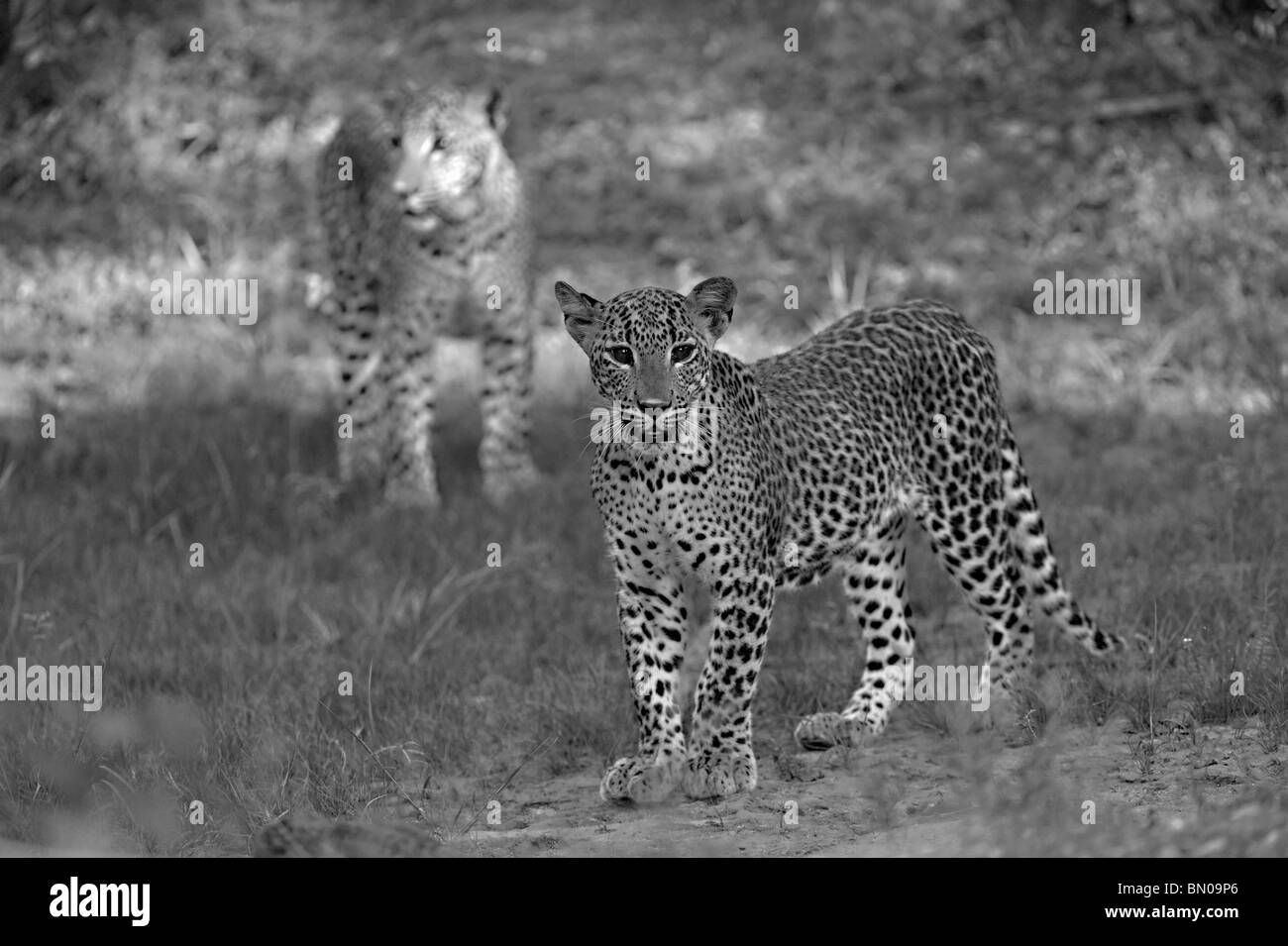 Deux léopards dans le parc national de Yala, au Sri Lanka Banque D'Images