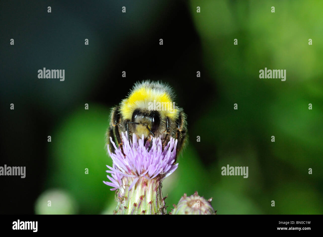 Bombus campestris Banque D'Images