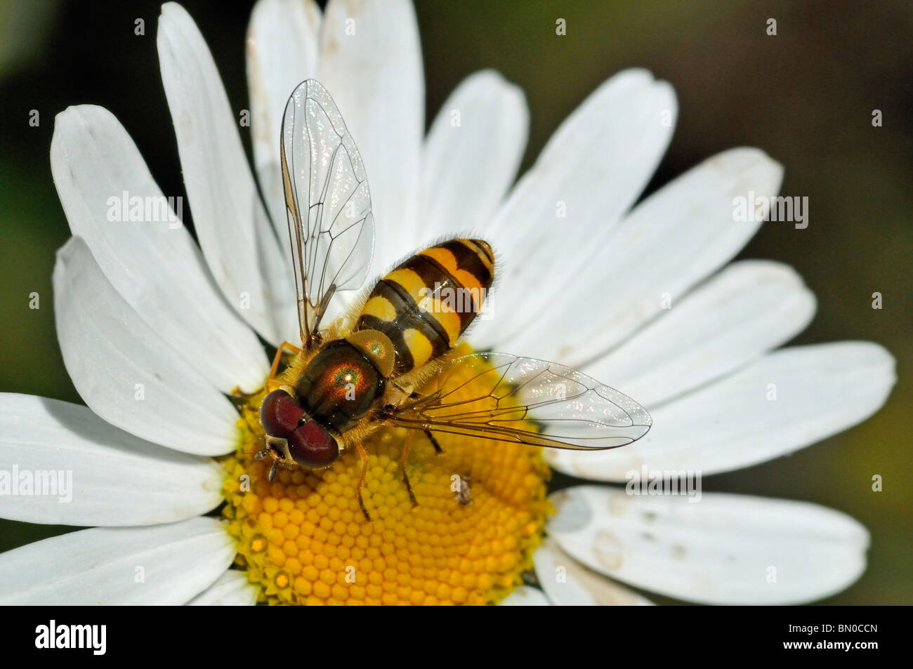 Syrphus vitripennis Banque D'Images