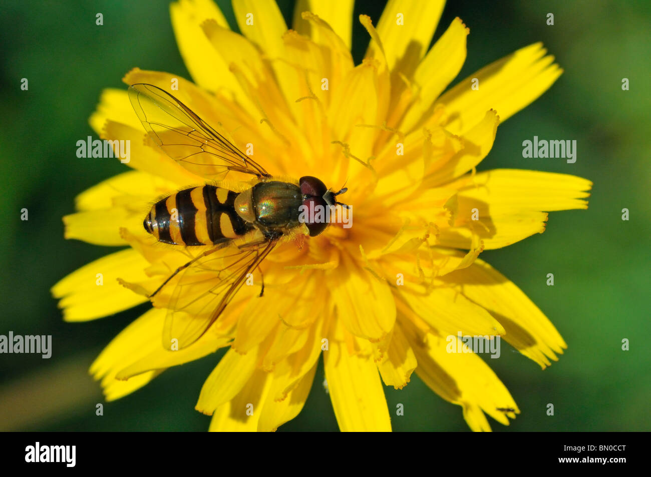 Syrphus vitripennis Banque D'Images