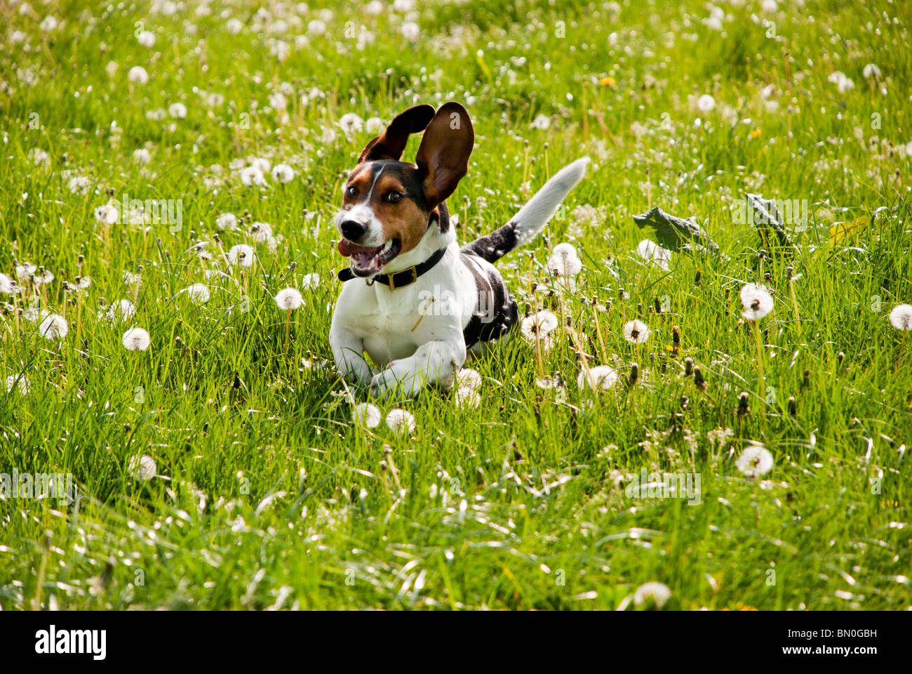 Beagle Basset rocé (Bagel), courant à travers un champ de pissenlits Banque D'Images