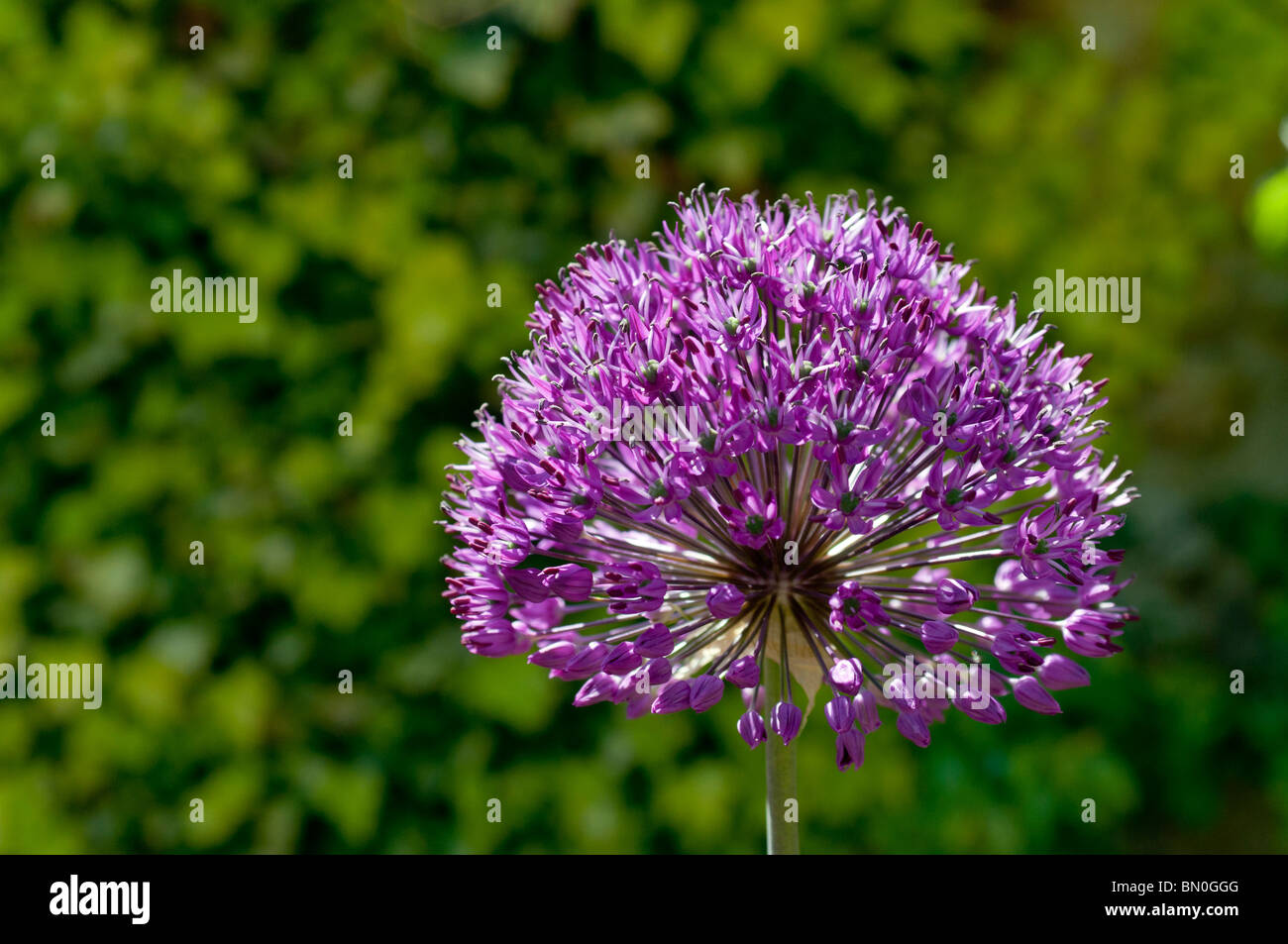 Blue alium capitule en Juin Banque D'Images