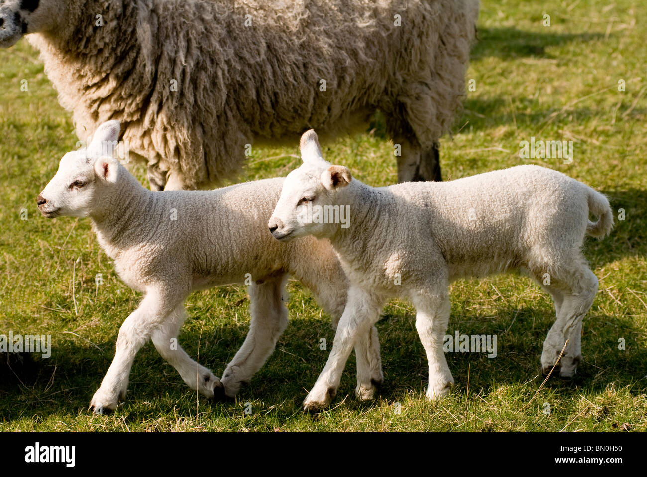 Un mouton et deux agneaux dans un champ Banque D'Images