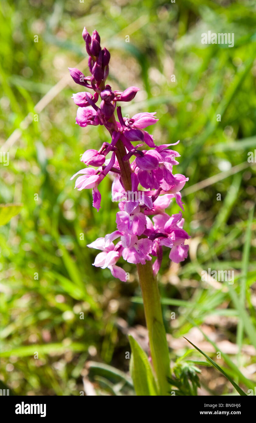 De plus en plus d'une orchidée sauvage au bord des pâturages West Dorset Banque D'Images